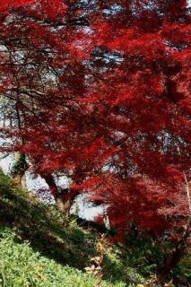 Red Bloodgood Japanese Maple Tree 25 Seeds Great Bonsai Fall 
