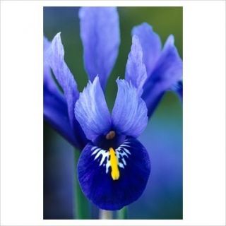   Iris Reticulata HARMONY Bulbs   Fragrant Early Bloomer   Perennial