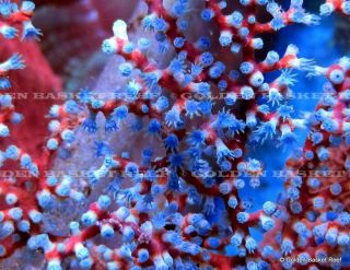 super colony blueberry gorgonian