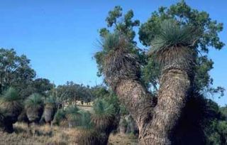 the queensland blue grass tree genus xanthorrhoea glauca xanthorrhoea 