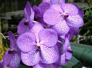 vanda thailand beauty blue orchid plant