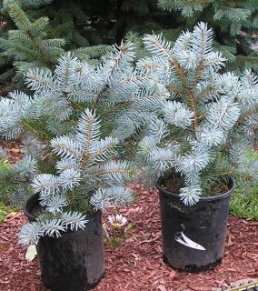 Weeping Colorado Blue Spruce 8 12 in Evergreen Christmas Tree Great 