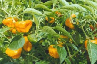 Yellow Scotch Bonnet Pepper 25 Seeds Hard to Find Quite High on The 
