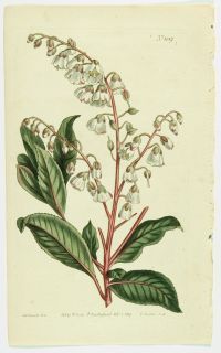 1803 Set of 3 Antique Curtis Botanical Prints Scutellaria Melanthium 