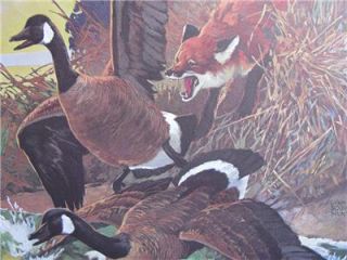 Lynn Bogue Hunt Red Fox Attacks Canada GOOSE Print 1956 Mint Cond 