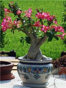 Adenium Obesum * RARE BOTTLE TREE SEED * House Plant Bonsai * DESERT 