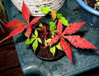 30 Japanese Red Maple Seeds Landscape Focal Tree Bonsai