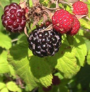 Brandywine Raspberry cuttings Easy to Root Get Mature Plants Faster 
