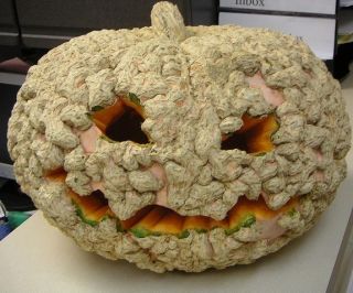   Peanut Pumpkin Squash Brodé Galeux DEysine Halloween Seeds