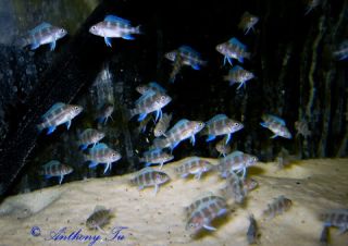 12 Cichlids Cyphos Gibberosa Bismarck Blue Live