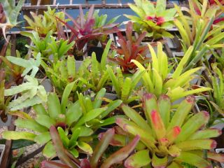 Bromeliad Neo Growers Lot Vivarium Terrarium 5 Plants