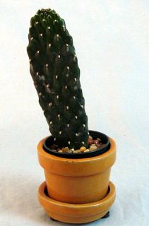 Road Kill Saguaro Cactus Plant Opuntia Glazed Pot