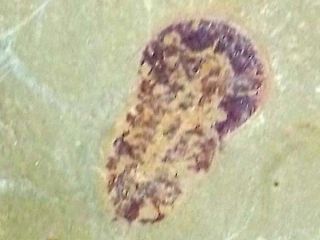 Rol Cambrian Explosion Naraoia A Trilobitomorph 01