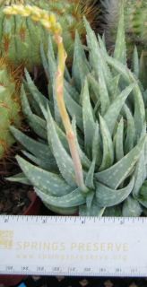 Aloe pictifolia Long Narrow Recurving Leaves Succulent Plant