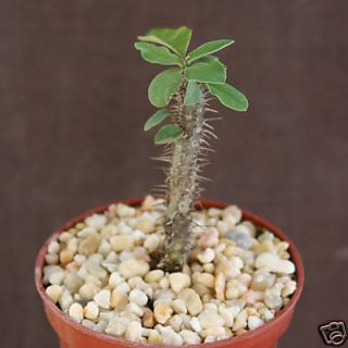 Euphorbia Beharensis J RARE Cactus Plant Succulent 4