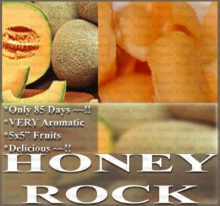 Cantaloupe Seeds Honey Rock Aromatic Very Sweet