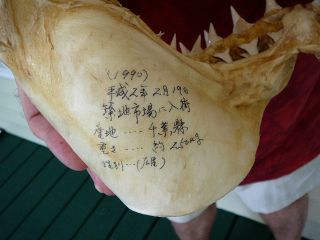   RARE 14 Great White Shark Jaw Jaws Teeth Tooth Carcharias