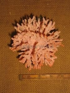 Cannon Falls Pink Coral Tropical Fish Lover Ornament