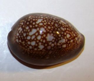 caputophidi 28.5mm.Gem Hawaii Snakehead Cowr Shell Hawaiian 