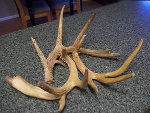 Antlers Non Typical Lot of 3 Shed Cut Offs Antlers B3
