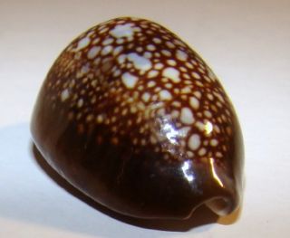 caputophidi 28.5mm.Gem Hawaii Snakehead Cowr Shell Hawaiian 