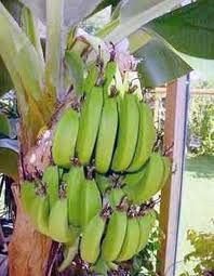 Musa Dwarf Brazilian Banana Plant for container growing [TE001]