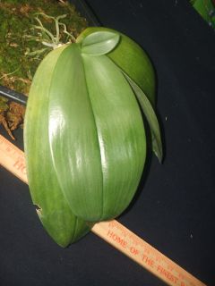 Phalaenopsis gigantea Species Orchid RARE UNUSUAL Large Plant