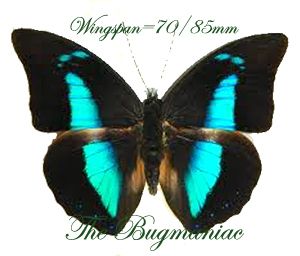 Butterflies Moths Nymphalidae Prepona Demophon Demo