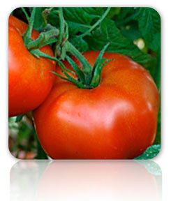 Open Pollinated Tomato Seeds   Small Red Cherry