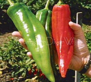 Numex Big Jim 12 Long Chiles Rellenos Pepper 50 Seeds
