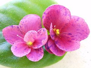African Violet Chimera Macs Fiery Fascination Starter Plant