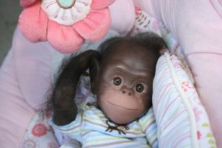 Reborn Chimpanzees Chaz Cici 2 Kits Denise Pratt Painted Rooted Eyes 
