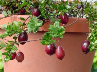 rare anatolian cornelian cherry tree