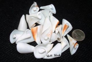 Craft Shells 24 Lily Cut White Chula Seashells Free SHIP