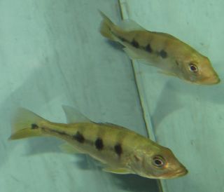 Peacock Bass 2 for Live Freshwater Aquarium Jumbo Fish