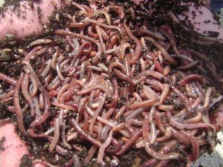 1lb Red Wigglers Worms Compost Composting Eisenia Foetida