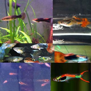  Various Sizes & Colors LIVE FISH BABIES & ADULTS colorful Endler