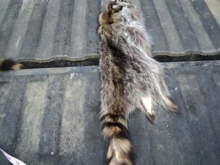 RACCOON COON RINGTAIL COONS RACCOONS ARTS CRAFTS TRAPPING HAT CAP