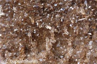 Alabama Petrified Wood Smoky Quartz Crystals RARE Loc
