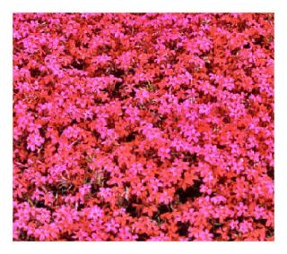 Cottage Farms 9 pc Scarlet Flame Carpet Phlox Groundcover —