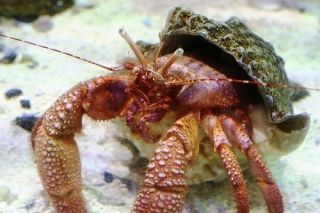 20 Hermit Crabs Assortment of Brown White Leg Saltwater Hermits