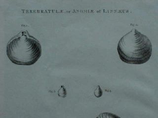 Original 1798 La Pérouse Engraving Cornu Ammonis Shells