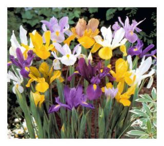 Cottage Farms 80 Piece Premium Dutch Iris Collection —