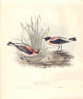 Birds 1832 Large Scarce Gould Print Russet Wheatear Old Antique
