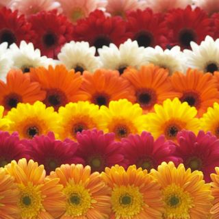 100 Gerbera Daisy Fresh Flowers Wedding Decoration Centerpieces