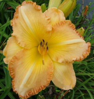 SCRUMP DELICIOUS DAYLILY  DF   LIVE PLANTS   PERENNIAL FLOWERS