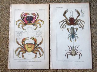 Crustaceans Crabs 1837 2 hand colored engravings by Cuvier 3