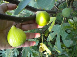 Well Rooted Fig Tree – Bright Green Figs