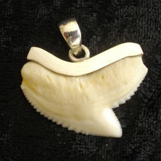 Galeocerdo cuvier TIGER SHARK TOOTH FOR SALE CAPPED 925 STERLING