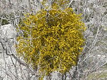 Live real mistletoe picked fresh to order real kissing plant